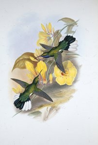 蓝喉剑翼鸟（Campylopterus Ensipennis）（手绘平版）。 作者 约翰（继）古尔德
