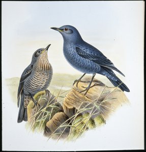 蓝岩画眉（Petrocossyphus Cyanus）（手绘石版画） 作者 约翰（继）古尔德
