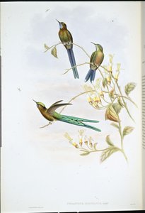 玻利维亚的Sylph(Cynanthus Bolivianus)(手绘平版) 作者 约翰（继）古尔德