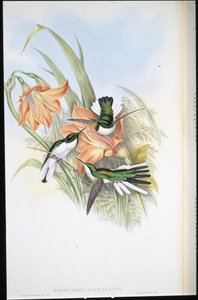 巴西仙子 (Heliothrix Auriculatus)（手绘石版画） 作者 约翰（继）古尔德