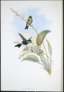 巴西 Panoplites (Thalurania Eryphile)（手绘石版画） 作者 约翰（继）古尔德