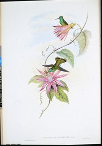 艳冠群芳的翡翠（Thaumatias Nitidifrons）（手绘平版）。 作者 约翰（继）古尔德