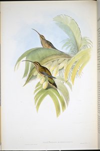 Cayenne Hermit (Phaethornis Superciliosus)（手绘石版画） 作者 约翰（继）古尔德