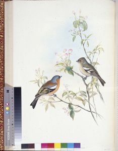 红雀（Fringilla Caelebs）（手绘平版）。 作者 约翰（继）古尔德