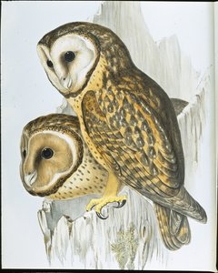 栗面猫头鹰(Strix Castanops)(手绘平版) 作者 约翰（继）古尔德