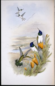 奇莫布拉兹山星（Oreotrochilus Chimborazo）（手绘平版）。 作者 约翰（继）古尔德