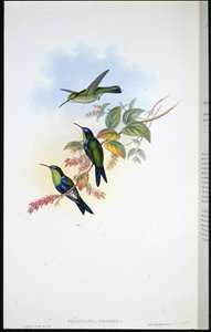 Columbian Panoplites / Coulmbian Wood-nymph (Thalurania Colombica)（手绘石版画） 作者 约翰（继）古尔德