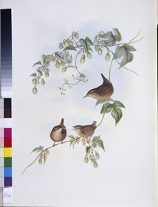 鹪鹩（Troglodytes Europeus）（手绘平版）。 作者 约翰（继）古尔德