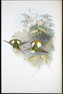康拉德的印加(Bourcieria Conradi)(手绘平版) 作者 约翰（继）古尔德