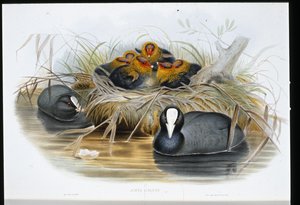 鹦鹉(Fulica Atra)(手绘平版) 作者 约翰（继）古尔德