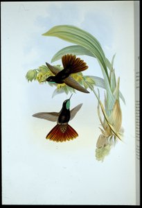 Coppery-tail (Metallura Cupreicauda)（手绘石版画） 作者 约翰（继）古尔德