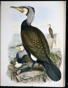 鸬鹚（Phalacrocorax Carbo）（手绘石版）。 作者 约翰（继）古尔德
