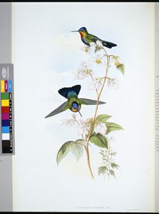 哥斯达黎加蜂鸟（Panterpeinsignis）（手绘石印）。 作者 约翰（继）古尔德