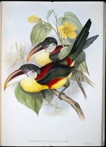 卷冠鸟（Pteroglossus Beauharnaisi）（手绘平版）。 作者 约翰（继）古尔德