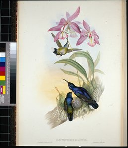 德-拉特尔的军刀翼（campylopterus Delattrei）（手绘石印）。