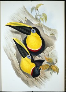 可疑途鸟（Ramphastos Ambiguus）（手绘平版）。 作者 约翰（继）古尔德