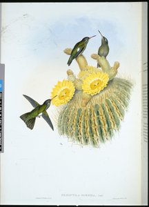昏暗的蜂鸟（Phaeoptila Sordida）（手绘石版画 作者 约翰（继）古尔德