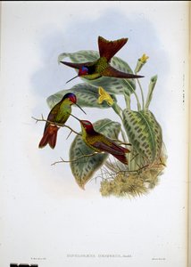 厄瓜多尔彩虹（Diphlogaena Hesperus）（手绘石版）。 作者 约翰（继）古尔德