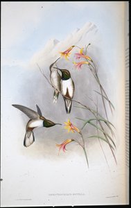 埃斯特拉的山星蜂鸟 (Oreotrochilus Estella)（手绘石版画） 作者 约翰（继）古尔德