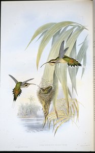 Eurynome 隐士（Phaethornis Eurynome）（手绘平版）。 作者 约翰（继）古尔德