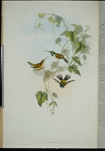 芬妮的木星（calothorax Fanny）（手绘石版）。 作者 约翰（继）古尔德