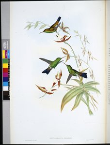 费利西亚的红石榴（Erythronota Feliciae）（手绘石版）。 作者 约翰（继）古尔德