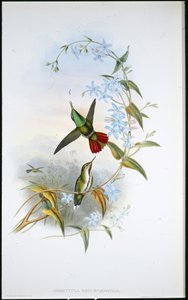 火尾 Avocet (Avocettula Recurvirostris)（手绘石版画） 作者 约翰（继）古尔德
