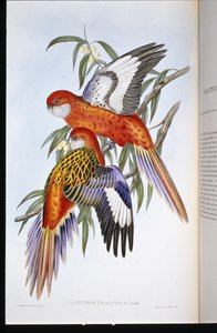 火红鹦鹉（platycercus ignitus）（手绘石板画