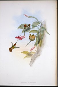 Frilled Coquette (Lophornis Magnificus)（手绘石版画）