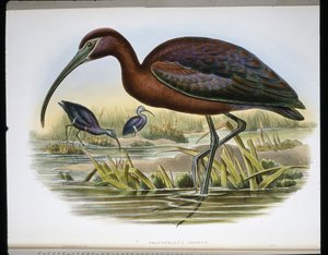 有光泽的山羊 (Falcinellus Igneus) （彩色雕刻） 作者 约翰（继）古尔德