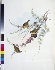 金冠鹦鹉(Regulus Regulus)(手绘平版) 作者 约翰（继）古尔德