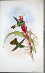 金翅雀（Hypuroptila Urochrysia）（手绘版）。 作者 约翰（继）古尔德