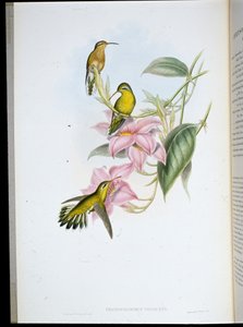 金喉蜂鸟 (Chryso Bronchus Virescens)（手绘石版画） 作者 约翰（继）古尔德