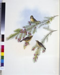 金冠鹪鹩 (Regulus Cristutus)（手绘石版画） 作者 约翰（继）古尔德