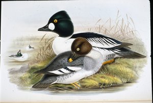 金眼 (Clangula Glaucion)（手绘石版画） 作者 约翰（继）古尔德