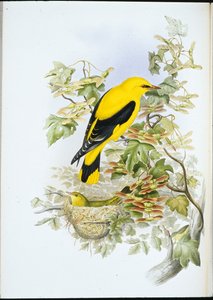 金莺（Oriolus Galbula）（手绘平版）。 作者 约翰（继）古尔德
