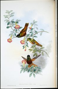 Golden Star-frontlet (Helianthea Eos)（手绘石版画） 作者 约翰（继）古尔德