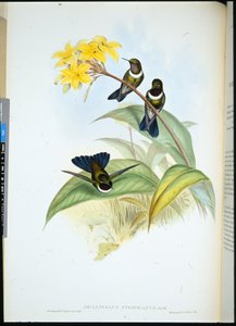 Gorgeted Sun Angel (Heliangelus Strophianus)（手绘石版画） 作者 约翰（继）古尔德