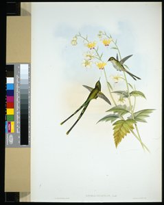 Graceful Train-bearer (lesbia gracilis)（手绘石版画） 作者 约翰（继）古尔德