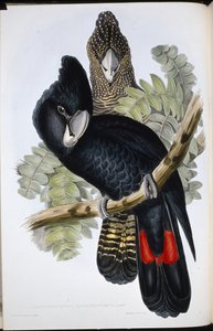 大嘴黑鹦鹉（Calyptorhynchus Macrorhynchus）（手绘版）。 作者 约翰（继）古尔德