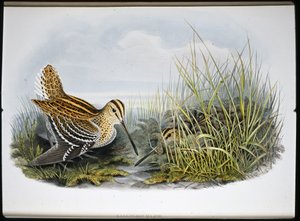 大鹬(Gallinaco Major)(手绘平版) 作者 约翰（继）古尔德