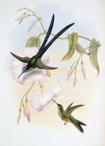 大叉尾蜂鸟（Hylonymphia Macrocerca）（手绘石版画 作者 约翰（继）古尔德