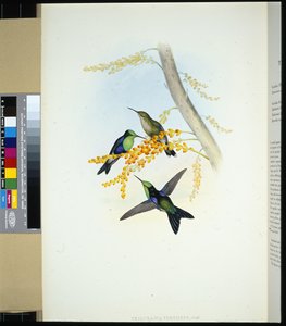 绿冠 Panoplites (thalurania verticeps)（手绘石版画） 作者 约翰（继）古尔德