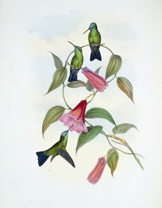 绿色和蓝色蓝宝石(eucephala smaragdocaerulea)(手绘版) 作者 约翰（继）古尔德