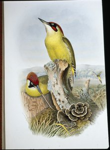 绿啄木鸟(Gecinus Viridis)(手绘平版) 作者 约翰（继）古尔德