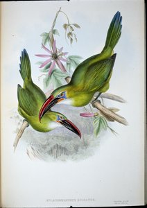 Groove-Bill Toucan (Aulacorhamphus Sulcatus)（手绘石版画） 作者 约翰（继）古尔德