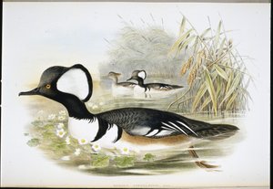 连帽秋沙鸭（Mergus Cucullatus）（手绘石版画） 作者 约翰（继）古尔德