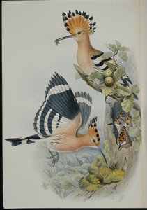 Hoopoe (Upupa Epops)（手绘石版画） 作者 约翰（继）古尔德