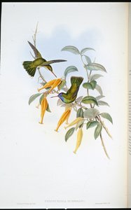 洪堡的蜂鸟（Chrysuronia Humboldti）（手绘石版）。 作者 约翰（继）古尔德