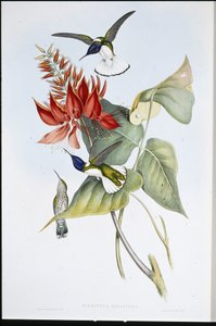 雅各宾 (Florisuga Mellivora)（手绘石版画） 作者 约翰（继）古尔德